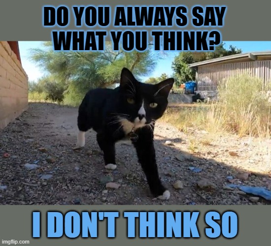 This #lolcat wonders if we're always honest and sincere | DO YOU ALWAYS SAY 
WHAT YOU THINK? I DON'T THINK SO | image tagged in honesty,sincere,lolcat,speaking your mind,think about it | made w/ Imgflip meme maker