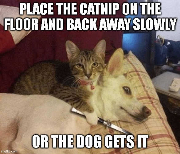 Or the Dog gets it | PLACE THE CATNIP ON THE FLOOR AND BACK AWAY SLOWLY; OR THE DOG GETS IT | image tagged in or the dog gets it | made w/ Imgflip meme maker