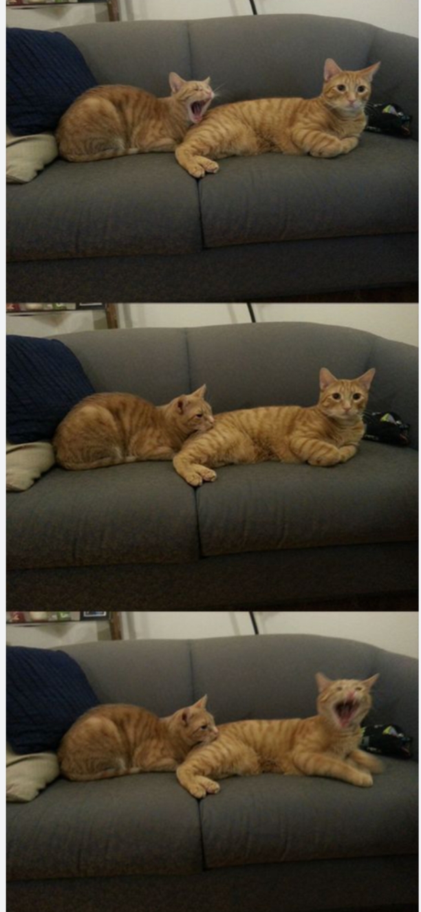 Cat biting cat (three panel edition) Blank Meme Template