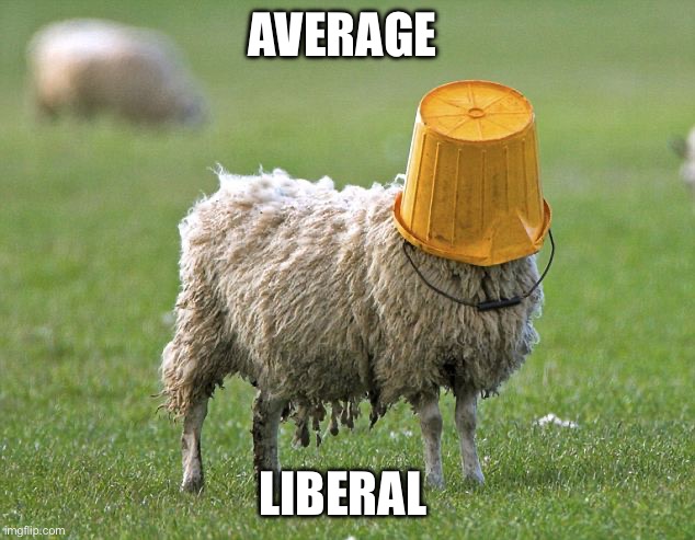 Liberal group think | AVERAGE; LIBERAL | image tagged in stupid sheep | made w/ Imgflip meme maker