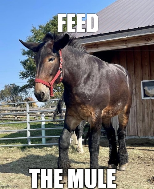 Feed the mule | FEED; THE MULE | image tagged in mule | made w/ Imgflip meme maker