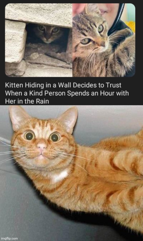 Hiding in a wall | image tagged in sideways happy cat,cats,cat,wall,memes,rain | made w/ Imgflip meme maker