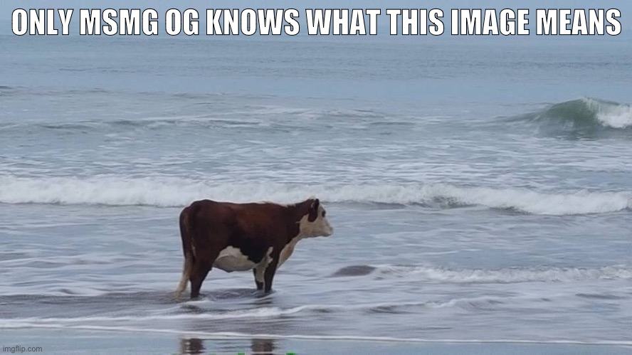 Land cow for life | ONLY MSMG OG KNOWS WHAT THIS IMAGE MEANS | image tagged in sad cow | made w/ Imgflip meme maker