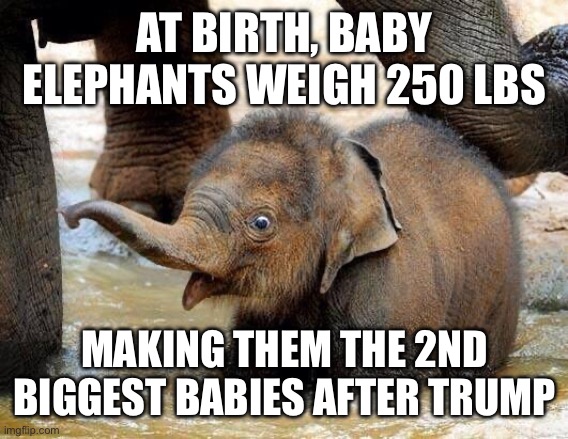 Baby Elephant | AT BIRTH, BABY ELEPHANTS WEIGH 250 LBS; MAKING THEM THE 2ND BIGGEST BABIES AFTER TRUMP | image tagged in baby elephant | made w/ Imgflip meme maker