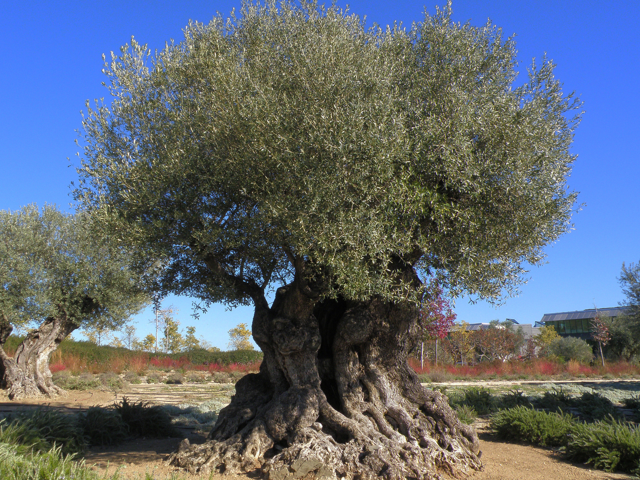 Olive Tree Santander Blank Meme Template