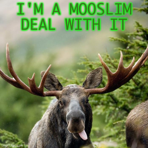 Middle East Moose | I'M A MOOSLIM
DEAL WITH IT | image tagged in moose | made w/ Imgflip meme maker