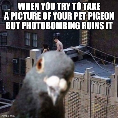 Photobombing | WHEN YOU TRY TO TAKE A PICTURE OF YOUR PET PIGEON BUT PHOTOBOMBING RUINS IT | image tagged in memes,photobombs | made w/ Imgflip meme maker
