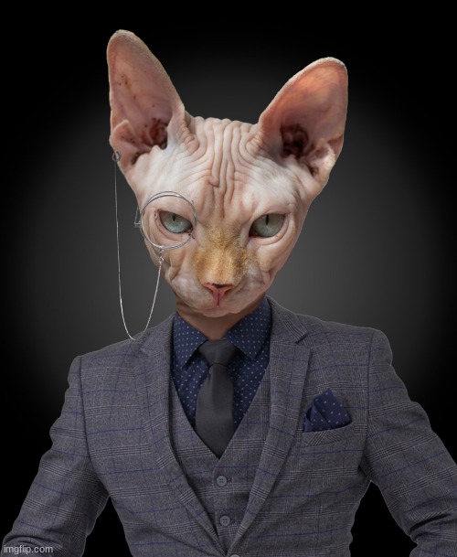 man-cat | image tagged in man-cat | made w/ Imgflip meme maker