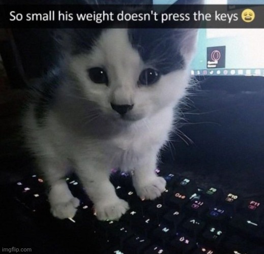 image tagged in cats | made w/ Imgflip meme maker