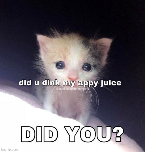 Did you? | image tagged in cat | made w/ Imgflip meme maker