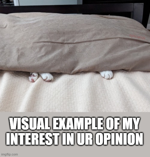 epicurus; VISUAL EXAMPLE OF MY
INTEREST IN UR OPINION | image tagged in annoyed,reactions,cat,idc | made w/ Imgflip meme maker