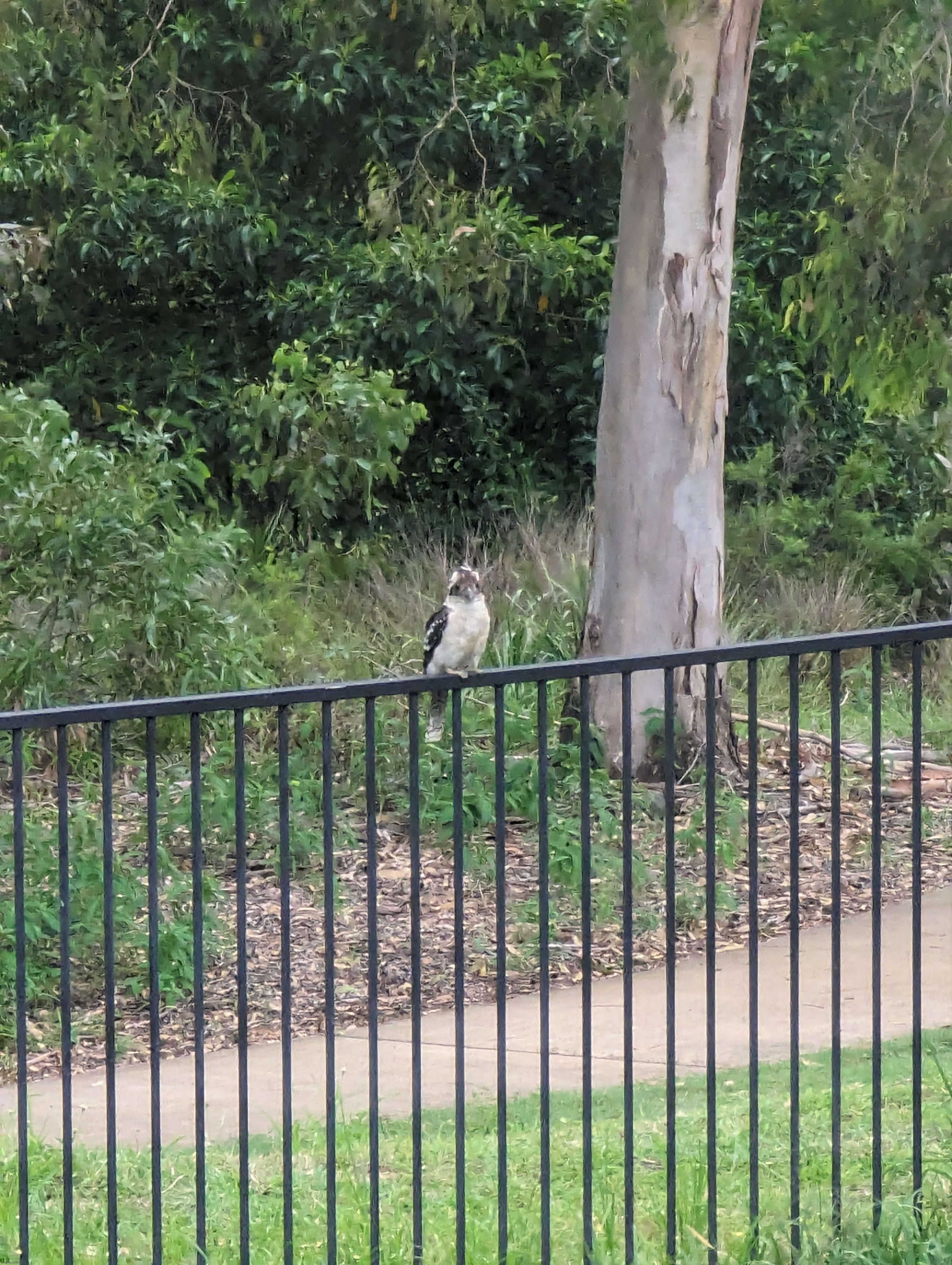 Kookaburra : thumbsup: | made w/ Imgflip meme maker