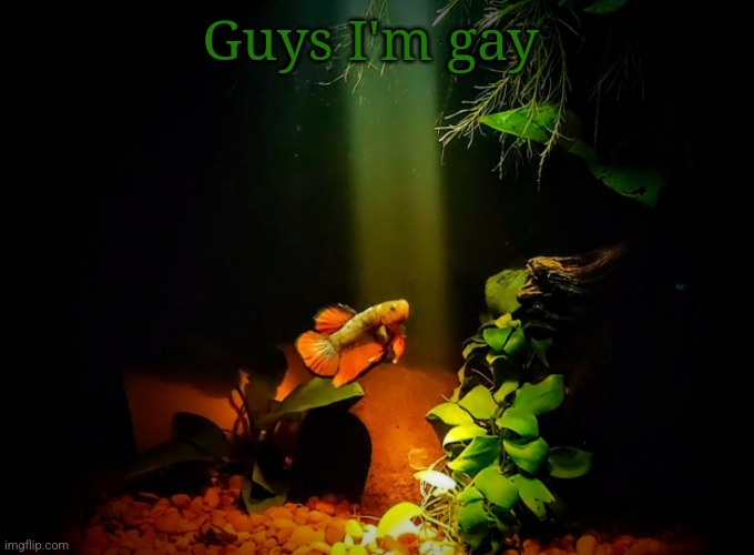 I have a gf but shhhh | Guys I'm gay | image tagged in betta van fleet | made w/ Imgflip meme maker