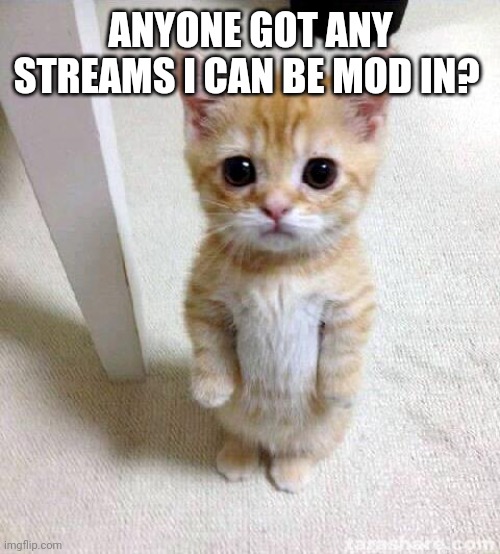 Or owner | ANYONE GOT ANY STREAMS I CAN BE MOD IN? | image tagged in memes,cute cat | made w/ Imgflip meme maker