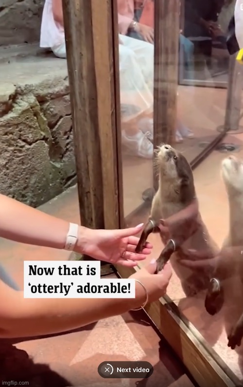 Otterly adorable | image tagged in hands,epic handshake,otter,zoo | made w/ Imgflip meme maker