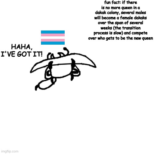 "animals cant be trans" mfs quivering rn | fun fact: if there is no more queen in a dakak colony, several males will become a female dakaks over the span of several weeks (the transition process is slow) and compete over who gets to be the new queen; HAHA, I'VE GOT IT! | made w/ Imgflip meme maker