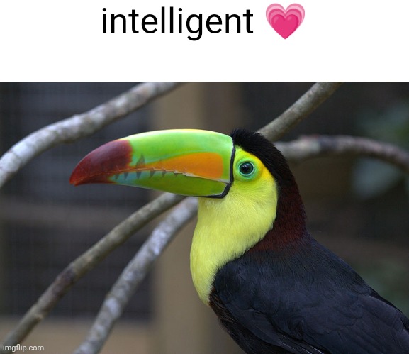 Untitled image | intelligent 💗 | image tagged in hard toucan | made w/ Imgflip meme maker