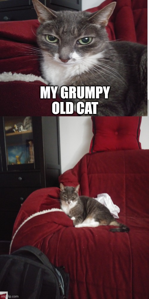 She is 16 years old | MY GRUMPY OLD CAT | image tagged in grumpy cat,cute cat | made w/ Imgflip meme maker