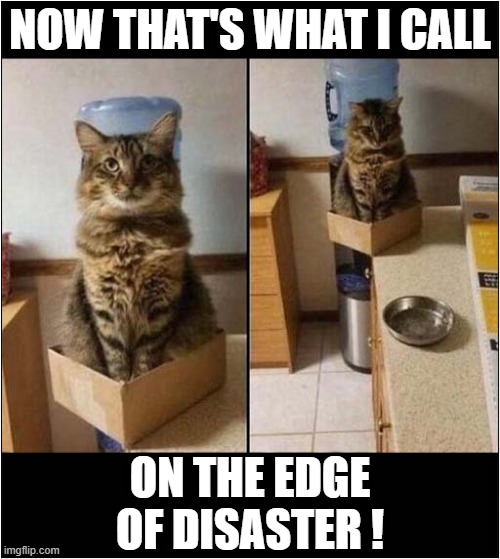 Any Moment Now .... | NOW THAT'S WHAT I CALL; ON THE EDGE OF DISASTER ! | image tagged in cats,now thats what i call,disaster | made w/ Imgflip meme maker
