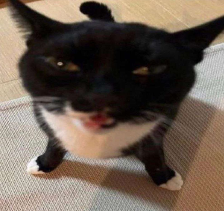 High Quality Derp cat Blank Meme Template