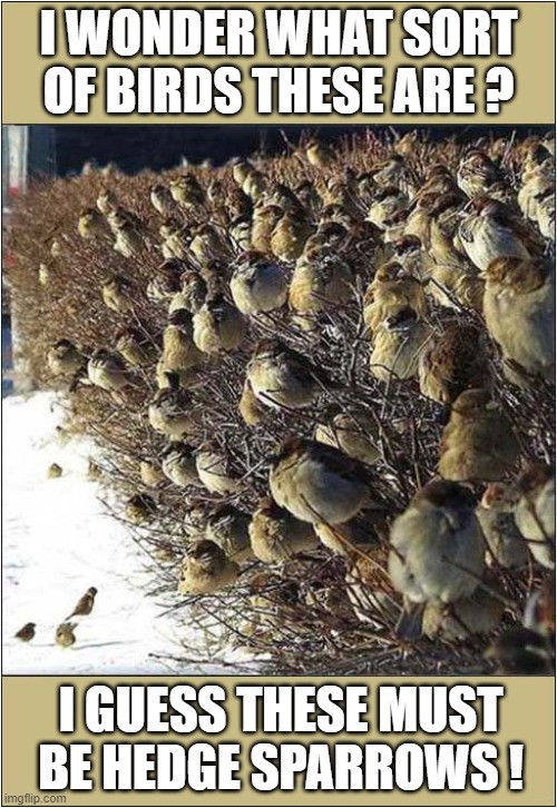 Bird Spotting ! | I WONDER WHAT SORT OF BIRDS THESE ARE ? I GUESS THESE MUST BE HEDGE SPARROWS ! | image tagged in birds,watching,sparrows | made w/ Imgflip meme maker