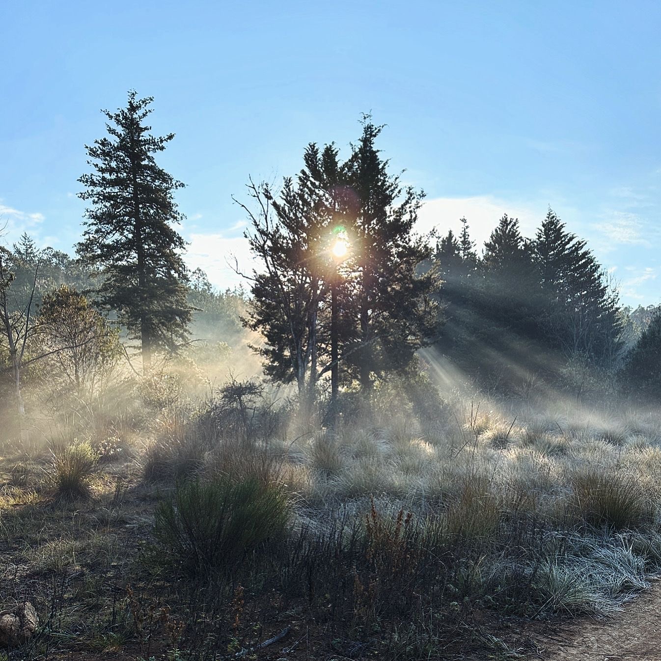 Mist in trees Blank Meme Template