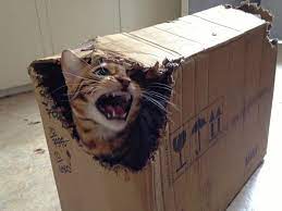 High Quality Cat destroying box Blank Meme Template