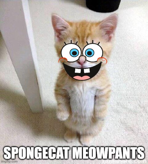 Cute Cat | SPONGECAT MEOWPANTS | image tagged in memes,cute cat | made w/ Imgflip meme maker