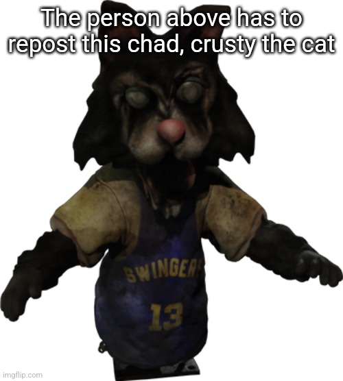 The person above has to repost this chad, crusty the cat | made w/ Imgflip meme maker