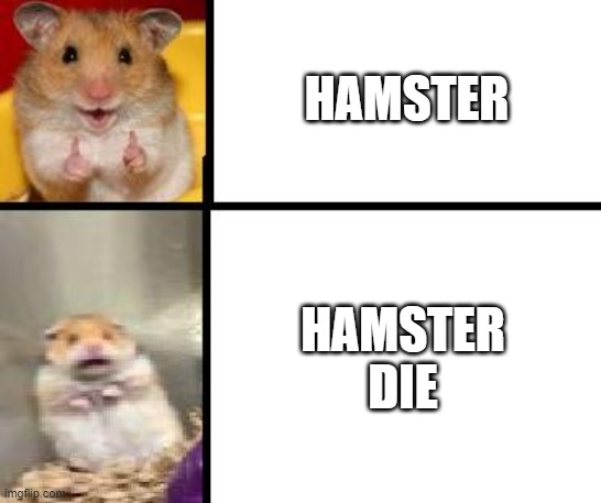 hamster die | HAMSTER; HAMSTER DIE | image tagged in hamster happy and hamster scary | made w/ Imgflip meme maker