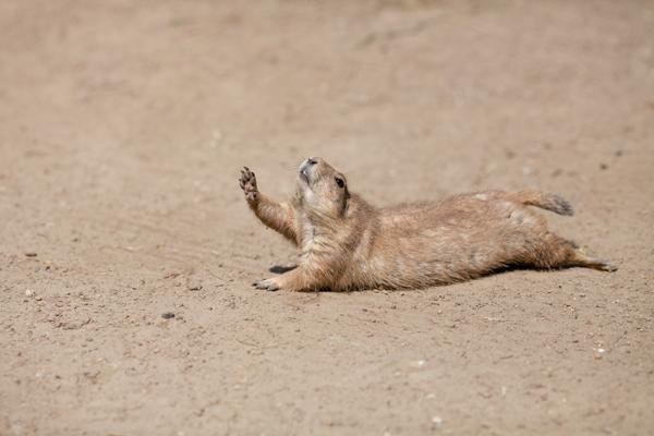 Raise Hand Prairie Dog | image tagged in raise hand prairie dog | made w/ Imgflip meme maker