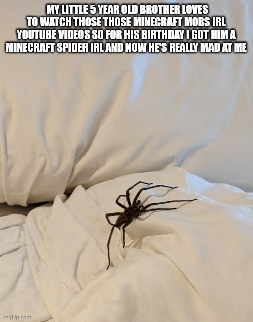 MY LITTLE 5 YEAR OLD BROTHER LOVES TO WATCH THOSE THOSE MINECRAFT MOBS IRL YOUTUBE VIDEOS SO FOR HIS BIRTHDAY I GOT HIM A MINECRAFT SPIDER IRL AND NOW HE'S REALLY MAD AT ME | image tagged in funny | made w/ Imgflip meme maker