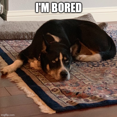 Bored Dog | I'M BORED | image tagged in bored dog | made w/ Imgflip meme maker