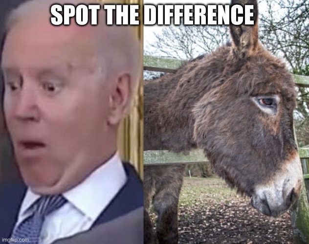 Sleepy joe and donkey | SPOT THE DIFFERENCE | image tagged in politics,funny,memes | made w/ Imgflip meme maker