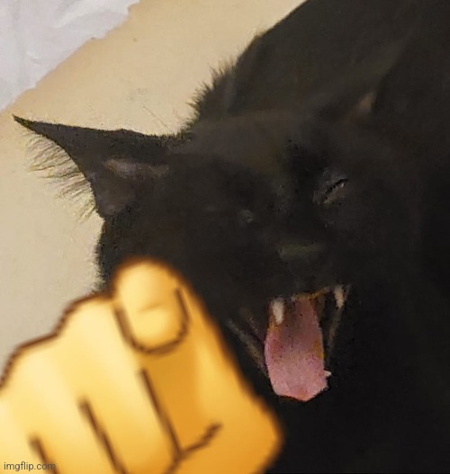 Black Cat Laughs | image tagged in black cat laughs | made w/ Imgflip meme maker