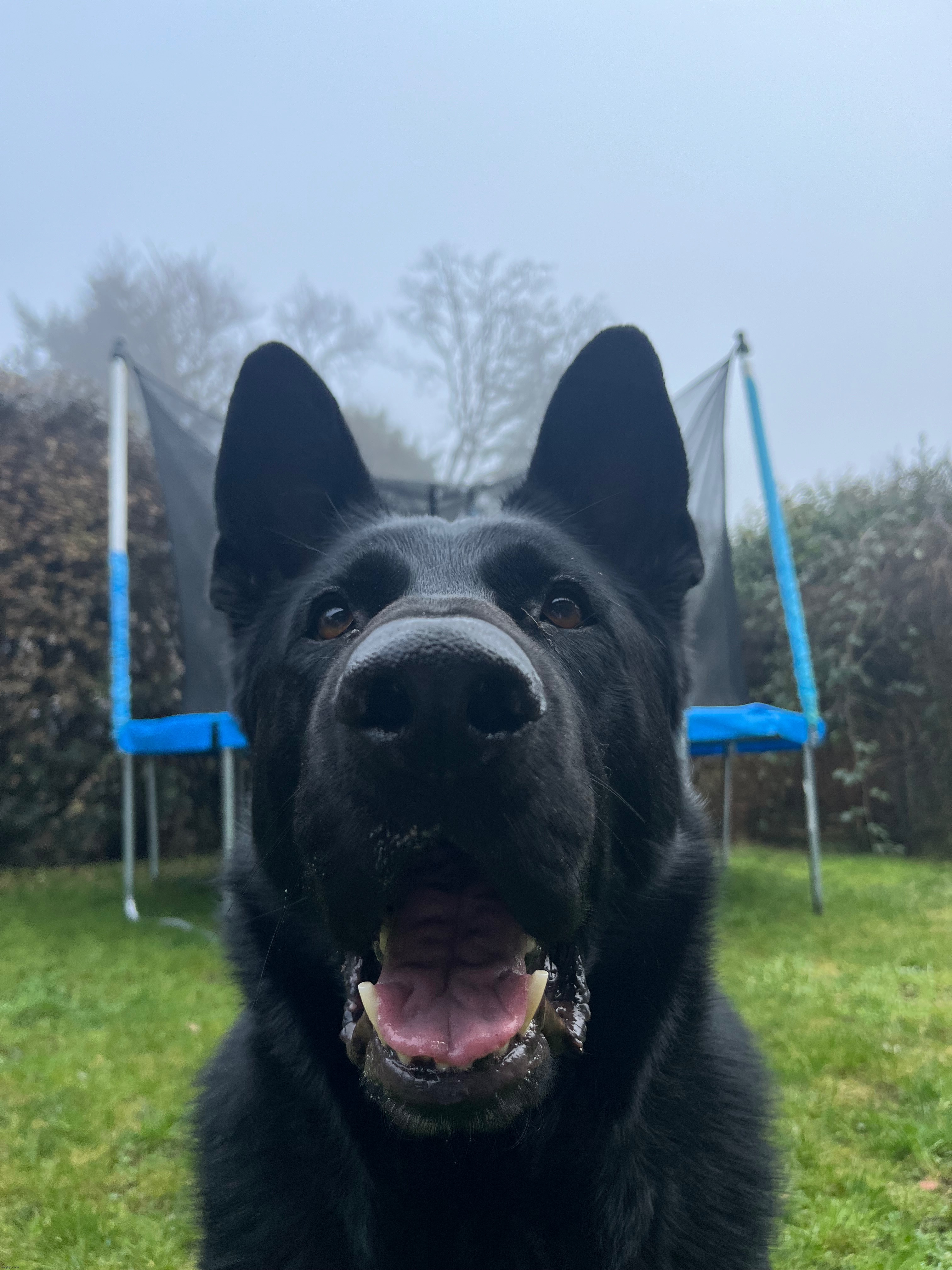My dog | made w/ Imgflip meme maker