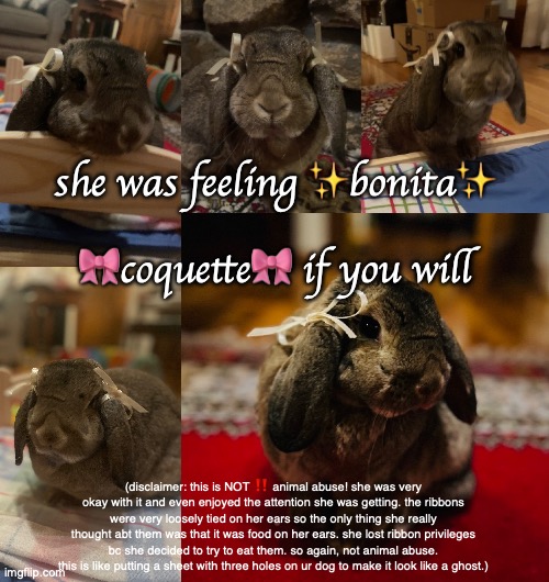I TURNED MY BACK ON MY MOM AND BUNNY FOR ONE SECOND AND WHEN I LOOK AGAIN SHES LIKE THIS | she was feeling ✨bonita✨
 
🎀coquette🎀 if you will; (disclaimer: this is NOT ‼️ animal abuse! she was very okay with it and even enjoyed the attention she was getting. the ribbons were very loosely tied on her ears so the only thing she really thought abt them was that it was food on her ears. she lost ribbon privileges bc she decided to try to eat them. so again, not animal abuse. this is like putting a sheet with three holes on ur dog to make it look like a ghost.) | made w/ Imgflip meme maker