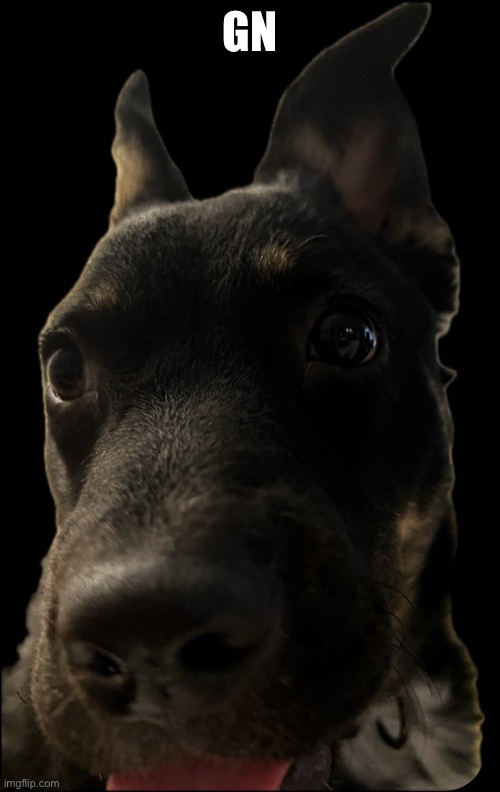 This is my doge | GN | made w/ Imgflip meme maker