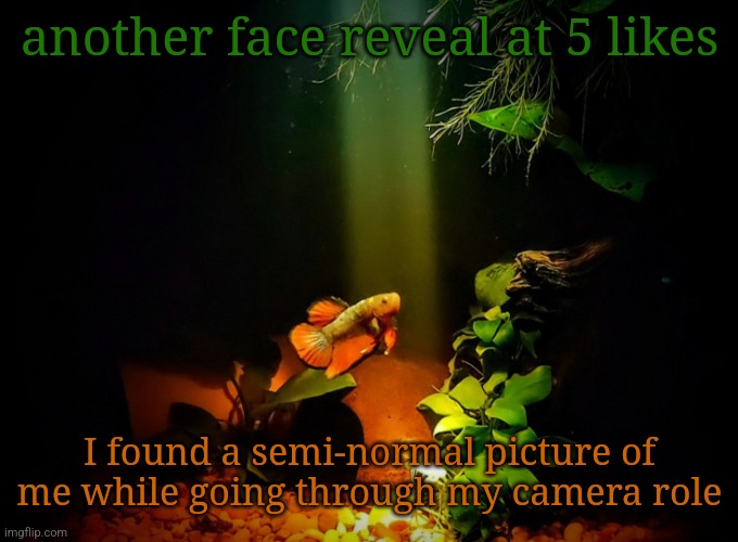 Betta van fleet | another face reveal at 5 likes; I found a semi-normal picture of me while going through my camera role | image tagged in betta van fleet | made w/ Imgflip meme maker