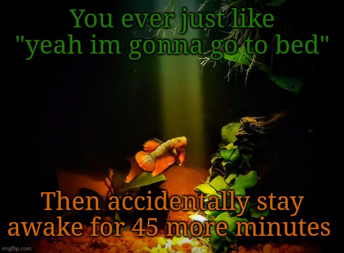 Betta van fleet | You ever just like "yeah im gonna go to bed"; Then accidentally stay awake for 45 more minutes | image tagged in betta van fleet | made w/ Imgflip meme maker