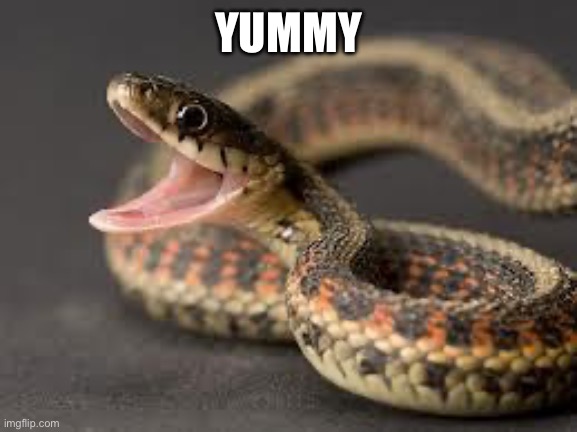 Warning Snake | YUMMY | image tagged in warning snake | made w/ Imgflip meme maker