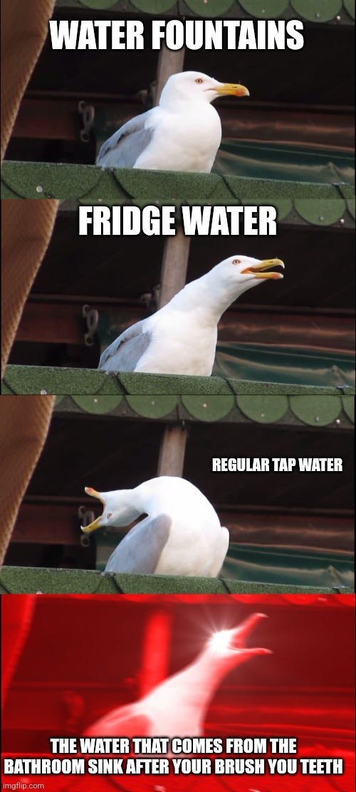 Inhaling Seagull Meme | WATER FOUNTAINS; FRIDGE WATER; REGULAR TAP WATER; THE WATER THAT COMES FROM THE BATHROOM SINK AFTER YOUR BRUSH YOU TEETH | image tagged in memes,inhaling seagull | made w/ Imgflip meme maker