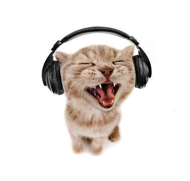 High Quality cat with headphone Blank Meme Template