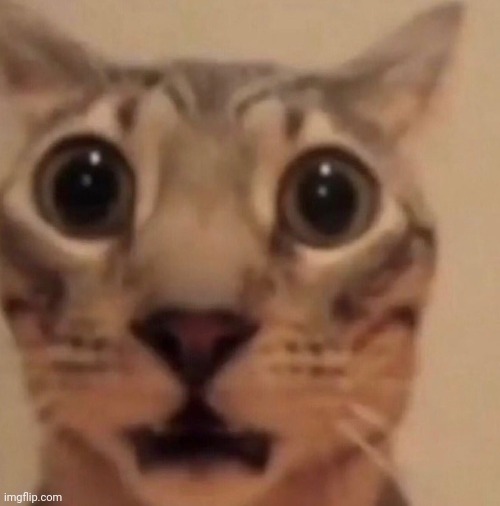 Flabbergasted cat | image tagged in flabbergasted cat | made w/ Imgflip meme maker