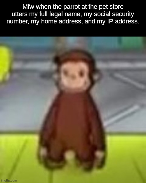Low Quality Curious George | Mfw when the parrot at the pet store utters my full legal name, my social security number, my home address, and my IP address. | image tagged in low quality curious george | made w/ Imgflip meme maker