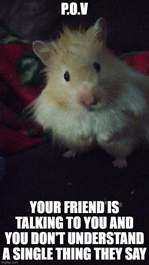 This is the cutest pic I have of my hamster | P.O.V; YOUR FRIEND IS TALKING TO YOU AND YOU DON'T UNDERSTAND A SINGLE THING THEY SAY | image tagged in hamster,pov,confused | made w/ Imgflip meme maker