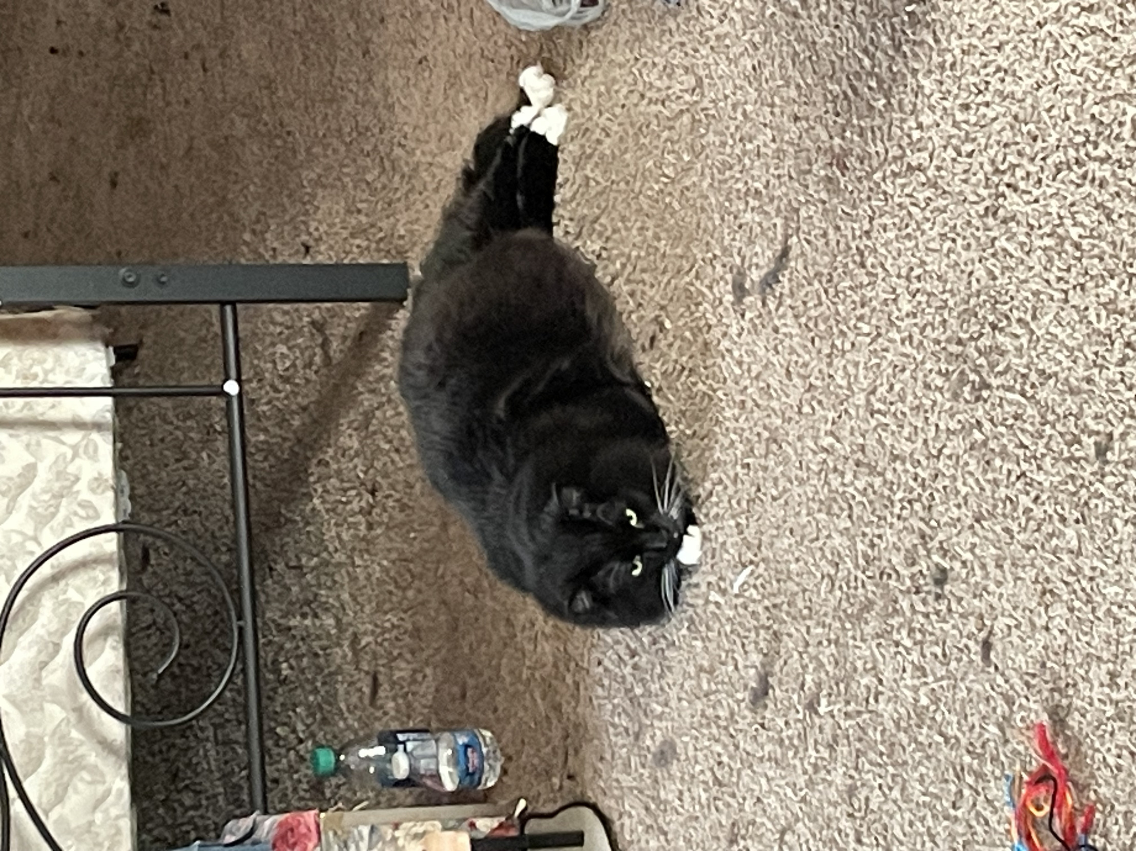 High Quality Skrimp cat Blank Meme Template