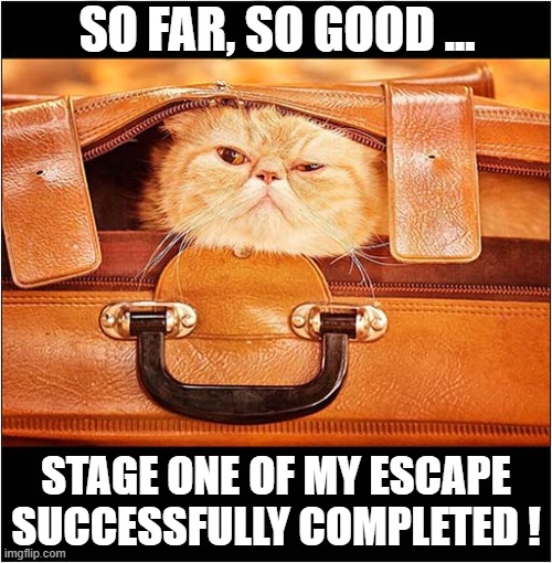 Stowaway ! | SO FAR, SO GOOD ... STAGE ONE OF MY ESCAPE SUCCESSFULLY COMPLETED ! | image tagged in cats,suitcase,stowaway | made w/ Imgflip meme maker