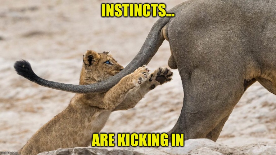 Instincts | INSTINCTS... ARE KICKING IN | image tagged in animals,lion | made w/ Imgflip meme maker