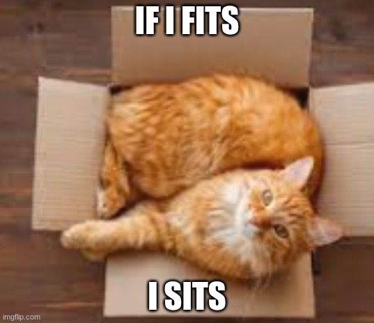 cat | IF I FITS; I SITS | image tagged in cat | made w/ Imgflip meme maker